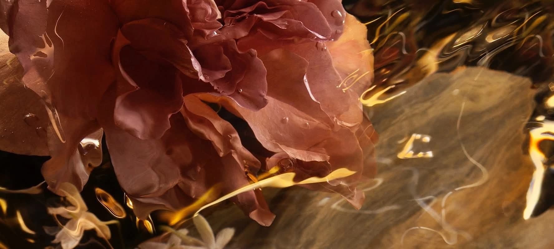 A rose resting in golden water