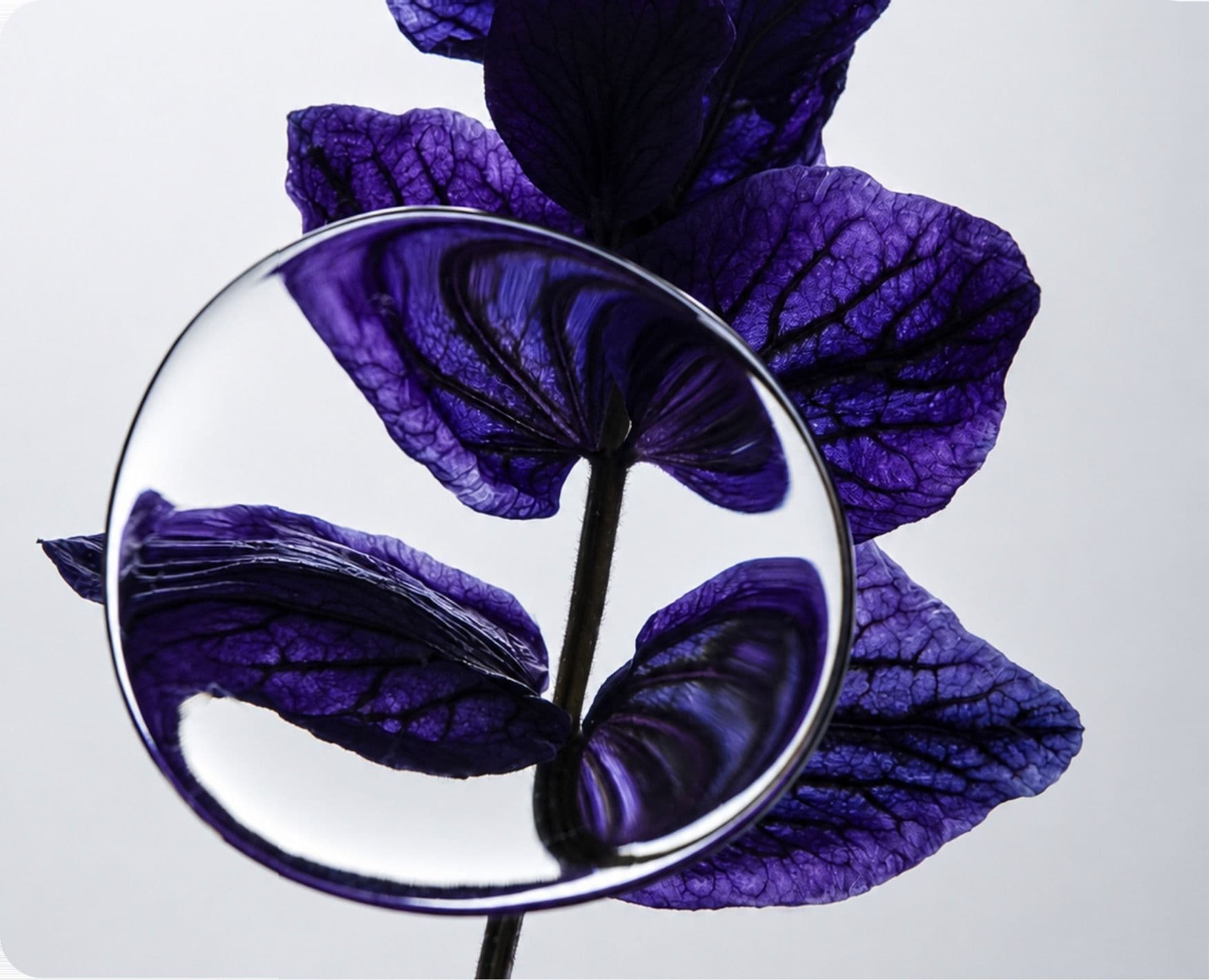 A violet leaf through a steel ring