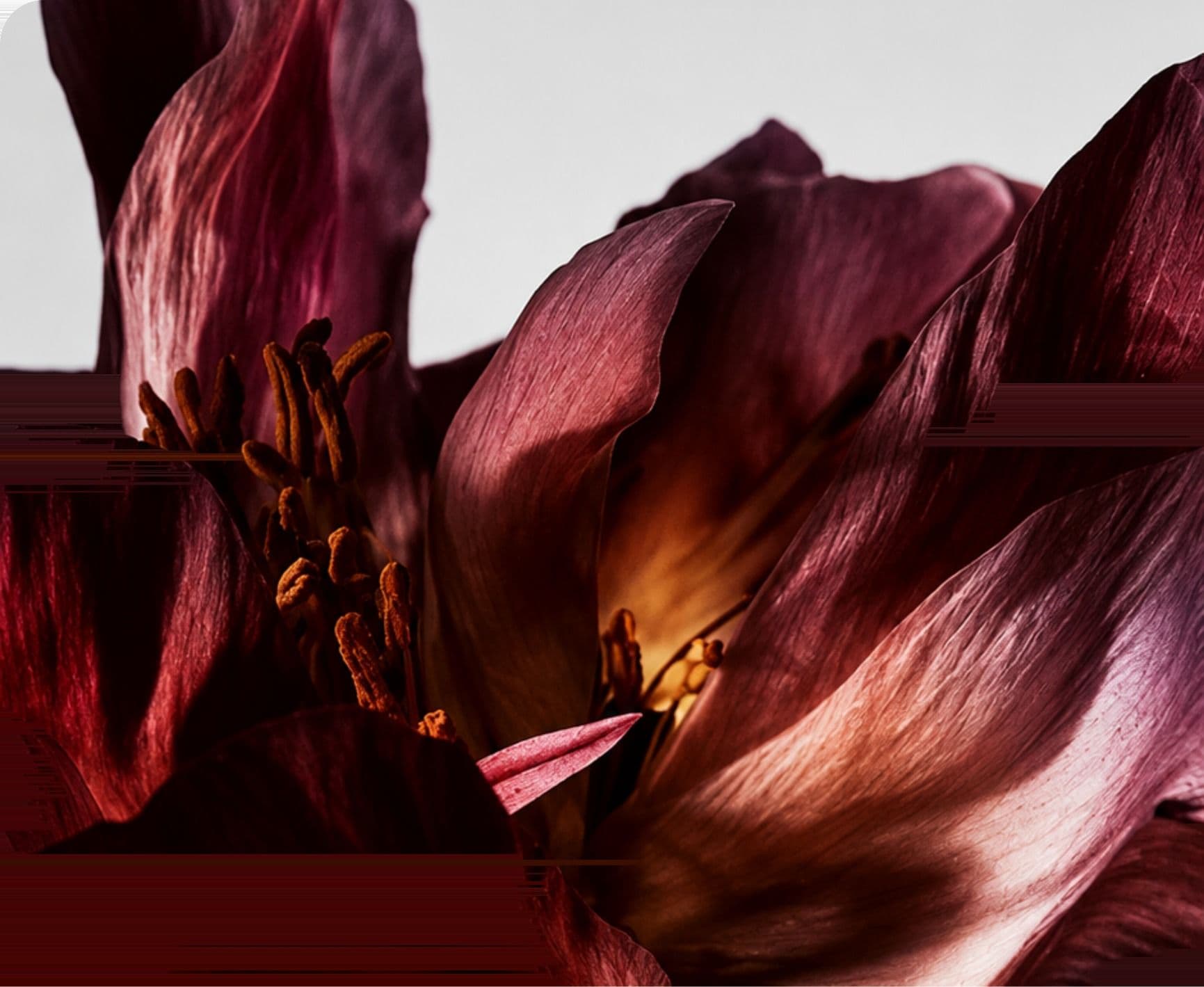 A dark red lily, shot close